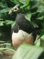 Maleo senkawor